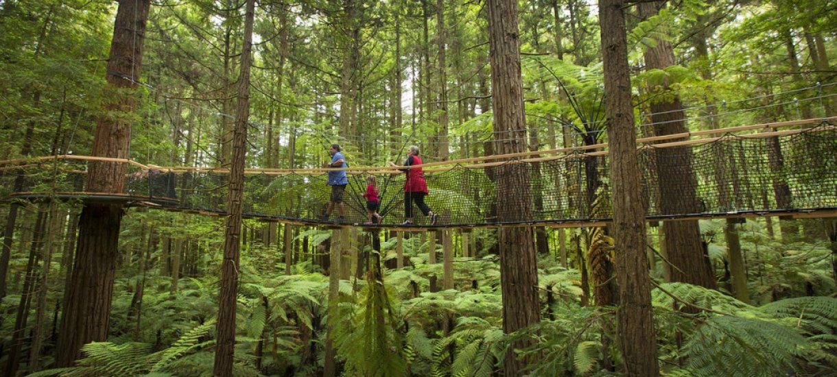 Redwoods Treewalk